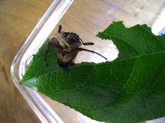 f:id:avdk101:20130711233408j:image
