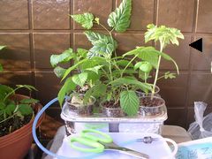 f:id:avdk101:20130727050653j:image