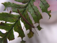 f:id:avdk101:20140208201150j:image