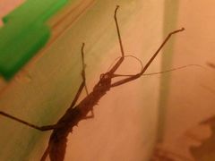 f:id:avdk101:20140303235624j:image