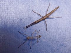 f:id:avdk101:20140306204914j:image
