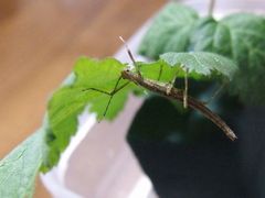 f:id:avdk101:20140308155116j:image