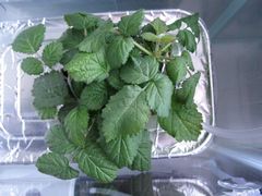 f:id:avdk101:20140308155117j:image