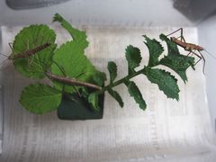 f:id:avdk101:20140508220437j:image