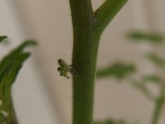 f:id:avdk101:20140514055848j:image