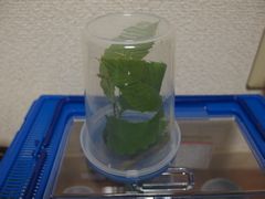 f:id:avdk101:20140514055855j:image