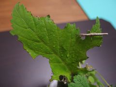f:id:avdk101:20140522233028j:image f:id:avdk101:20140522233028j:image