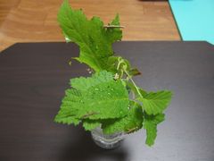 f:id:avdk101:20140522233029j:image
