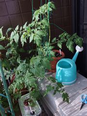 f:id:avdk101:20140531001542j:image