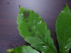 f:id:avdk101:20140608231115j:image