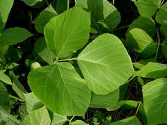 f:id:avdk101:20140629181839j:image f:id:avdk101:20140629181839j:image