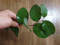 f:id:avdk101:20140715053726j:image