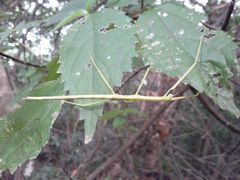 f:id:avdk101:20140914140838j:image