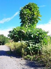 f:id:avdk101:20140918225834j:image