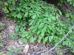 f:id:avdk101:20150510224610j:image