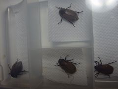 f:id:avdk101:20150721222505j:image