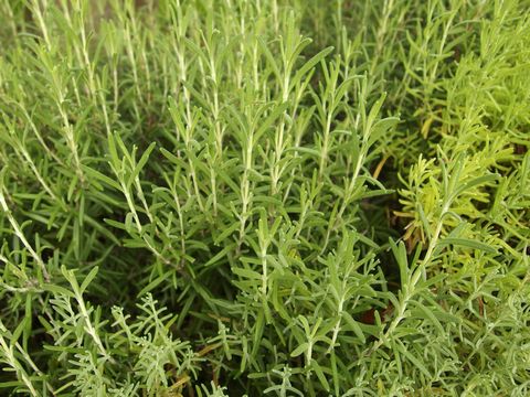 f:id:avdk101:20150821061438j:image f:id:avdk101:20150821061438j:image