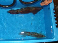 f:id:avdk101:20150822230650j:image