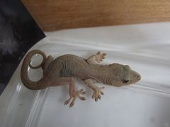 ヤモさんのウンチのひみつ 101匹のナマズに訊け