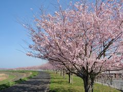 f:id:avdk101:20160405044525j:image