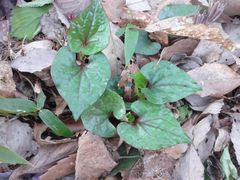 f:id:avdk101:20160420212913j:image