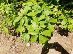 f:id:avdk101:20160504163504j:image
