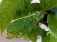 f:id:avdk101:20160504164658j:image