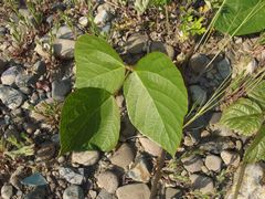 f:id:avdk101:20160519231620j:image
