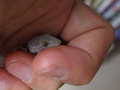 f:id:avdk101:20160520234908j:image