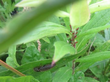 f:id:avdk101:20160604130241j:image