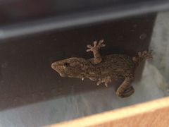 f:id:avdk101:20160607002040j:image