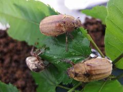 f:id:avdk101:20160616234522j:image