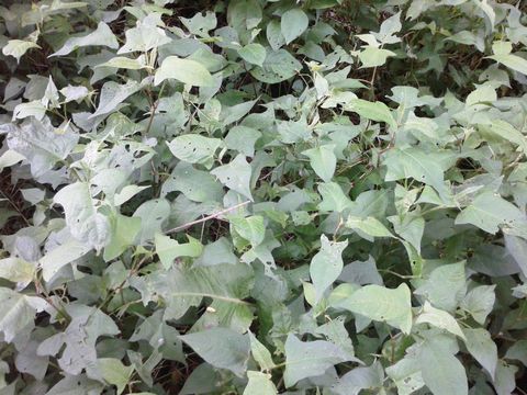 f:id:avdk101:20160618225309j:image