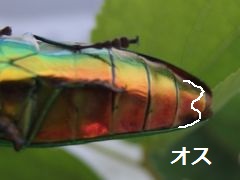 f:id:avdk101:20160719002043j:image f:id:avdk101:20160719002043j:image