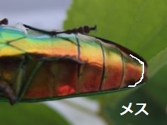 f:id:avdk101:20160719002044j:image f:id:avdk101:20160719002044j:image