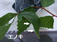 f:id:avdk101:20160719210925j:image f:id:avdk101:20160719210925j:image