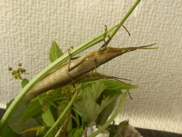 f:id:avdk101:20161001204448j:image