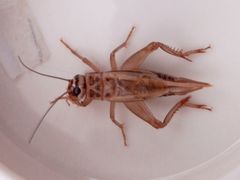 f:id:avdk101:20161119215520j:image