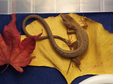 f:id:avdk101:20161210141030j:image