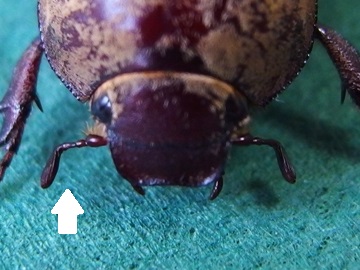 f:id:avdk101:20170708195354j:plain