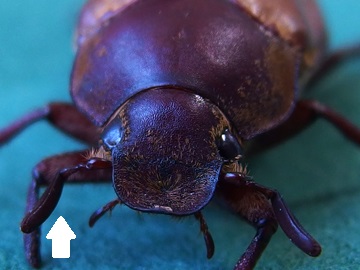 f:id:avdk101:20170708195414j:plain