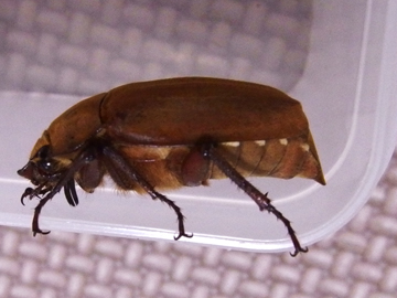 f:id:avdk101:20170708195915j:plain