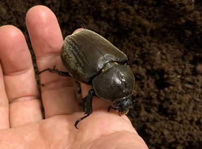 f:id:avdk101:20200518200022j:plain