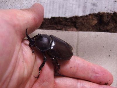 f:id:avdk101:20200901202657j:plain