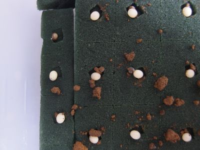 f:id:avdk101:20200907221722j:plain