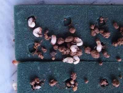 f:id:avdk101:20200915211916j:plain