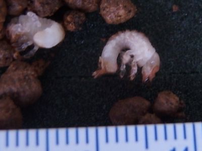 f:id:avdk101:20200915212238j:plain