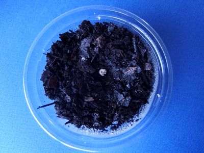 f:id:avdk101:20200915212416j:plain