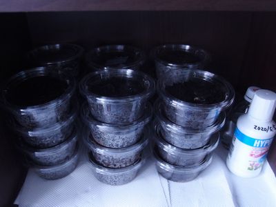 f:id:avdk101:20200915212504j:plain