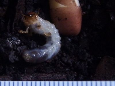 101匹のナマズに訊け